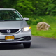 Illustration for article titled The 2015 Honda Civic Made Me Miss My 2000 Honda Civic
